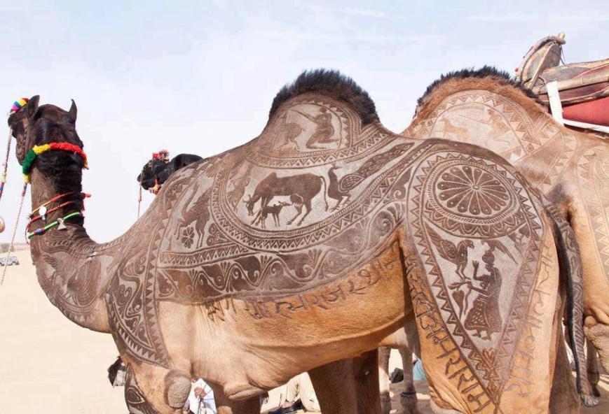Festival dei cammelli di Bikaner